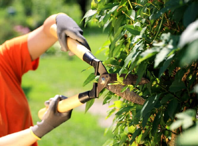 Wer eine oder mehrere Hecken in und um den Garten hat, braucht sicherlich auch eine Heckenschere. 