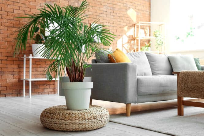 Palmen können auch gut mitten im Zimmer stehen, was man nicht von vielen Zimmerpflanzen sagen kann. Und Palmen können besonders dekorativ sein. 