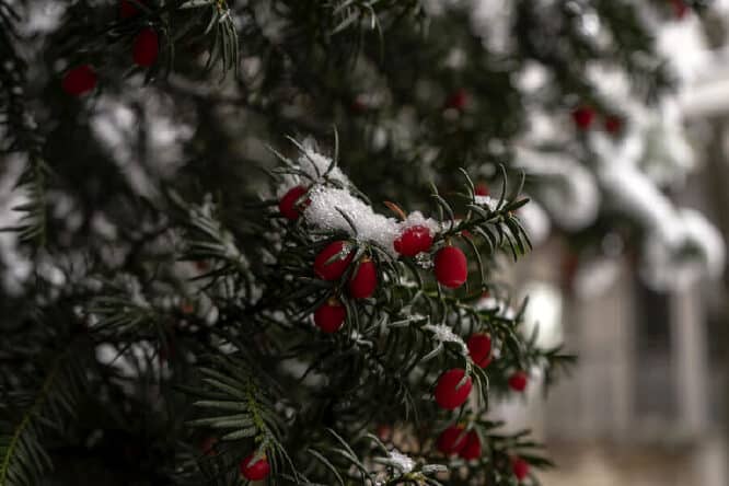 Eiben sind, ähnlich wie Ligusterhecken, sehr blickdicht und schützen auch vor Wind. Außerdem sind Eiben, gerade im Winter mit ihrem roten, giftigen Beeren, sehr schön anzuschauen.