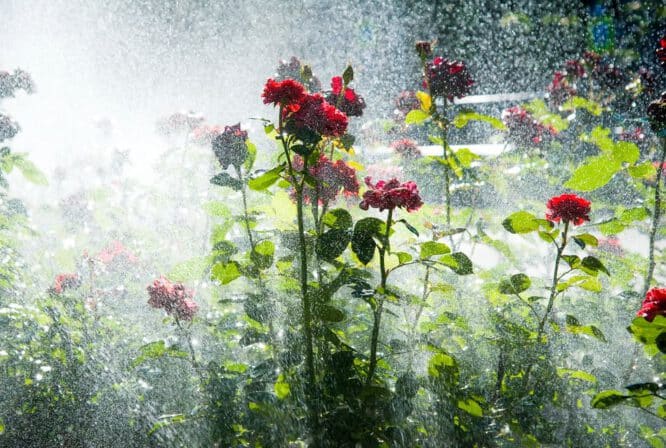 Mit Smart-Geräten kann man auch effektiv seine Blumen im Garten bewässern. 