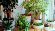 Schon mit ein paar größeren Zimmerpflanzen kann man Raumklima und Stimmung ohne großen Aufwand schnell und deutlich spürbar verbessern.