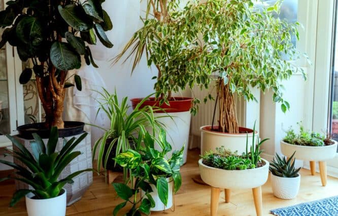 Schon mit ein paar größeren Zimmerpflanzen kann man Raumklima und Stimmung ohne großen Aufwand schnell und deutlich spürbar verbessern. 