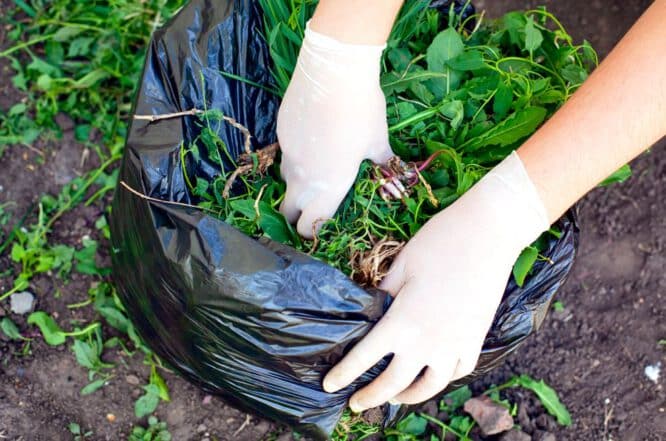 Handschuhe helfen das Risiko von Krankheiten und Schädlingsbefall in Ihrem Garten zu verringern.