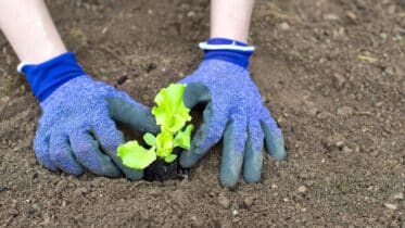 Gartenarbeit im April: Salat ins Beet auspflanzen