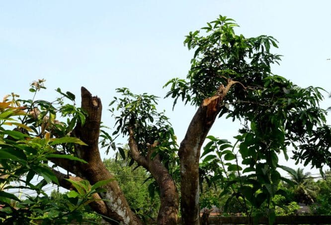 Mangoholz wird aus Bäumen wie diesem, dem Mango-Baum, gewonnen. 